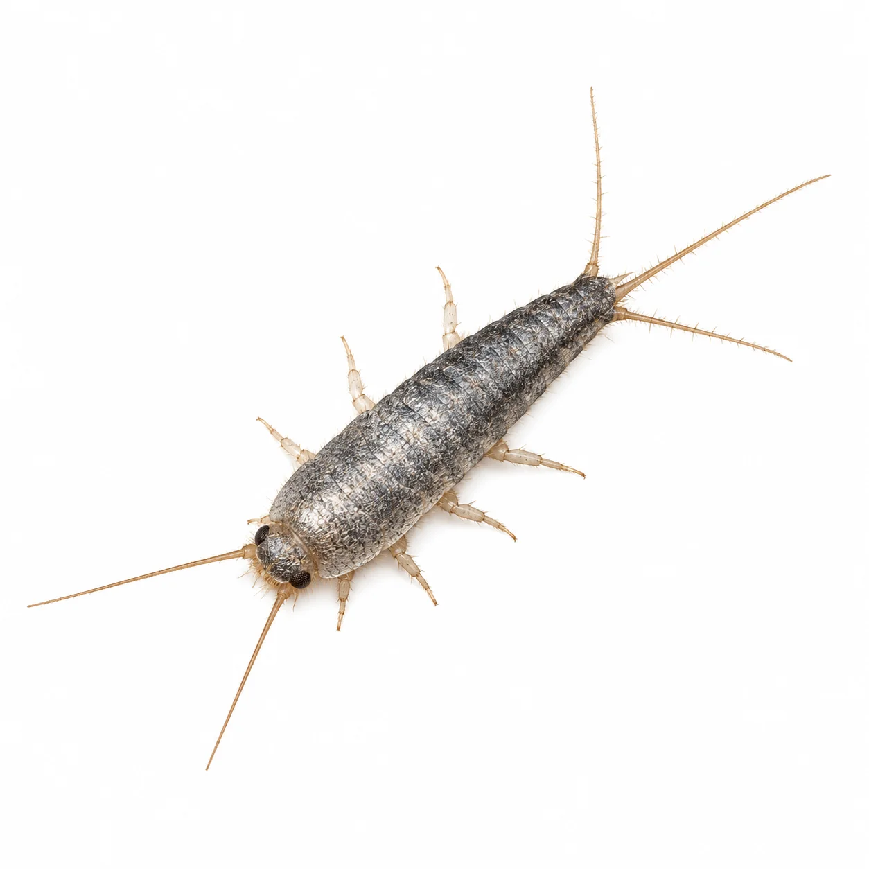 Gümüş Böceği ilaçlama Bursa